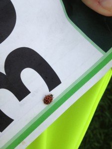 Lucky Lady Bug