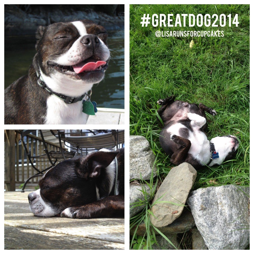 #greatdog2014